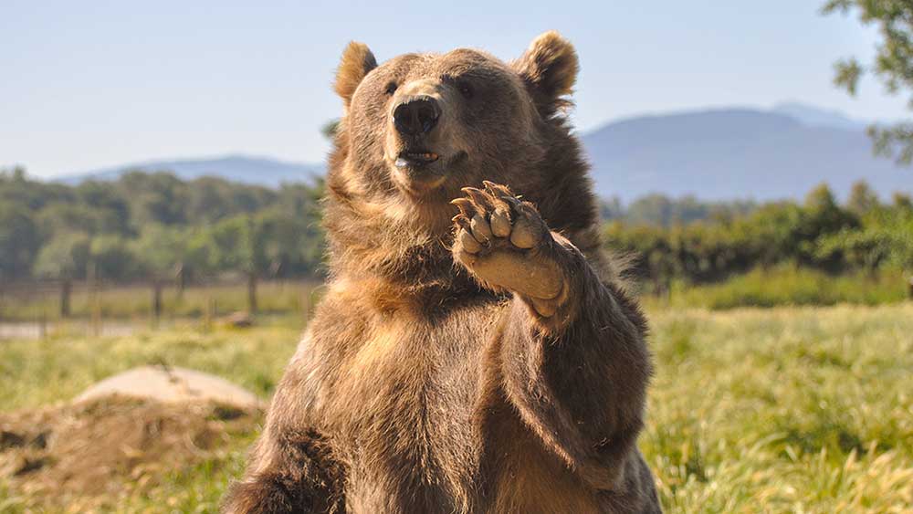 Dow futures plunge amid China worries as bears take hold; Ultimate AI Stock Nvidia tries to fight back